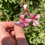14K Gold Engraved Floral Ani L’dodi Ring