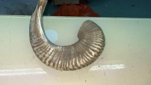 Custom Order - Rambam Shofar